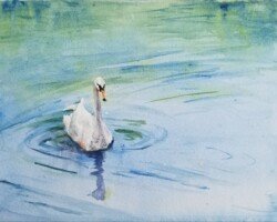 Swan Song - Swan watercolor